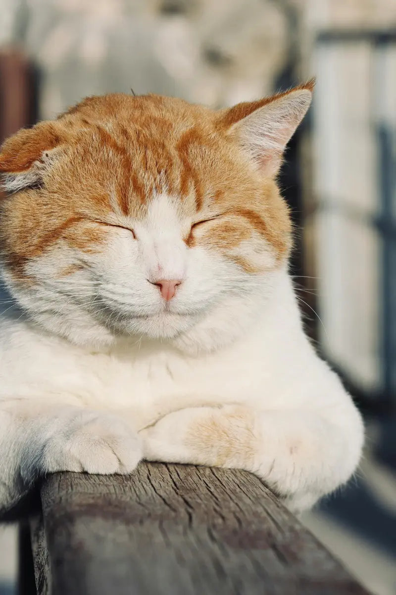 Contentment Naturally Created 4 You