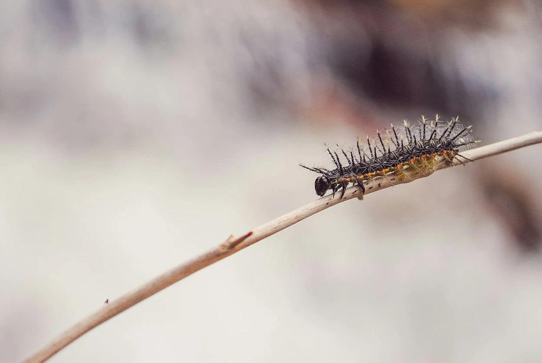 Small beginnings Naturally Created 4 You