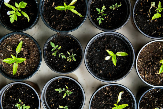 Planting seeds with expectation Naturally Created 4 You
