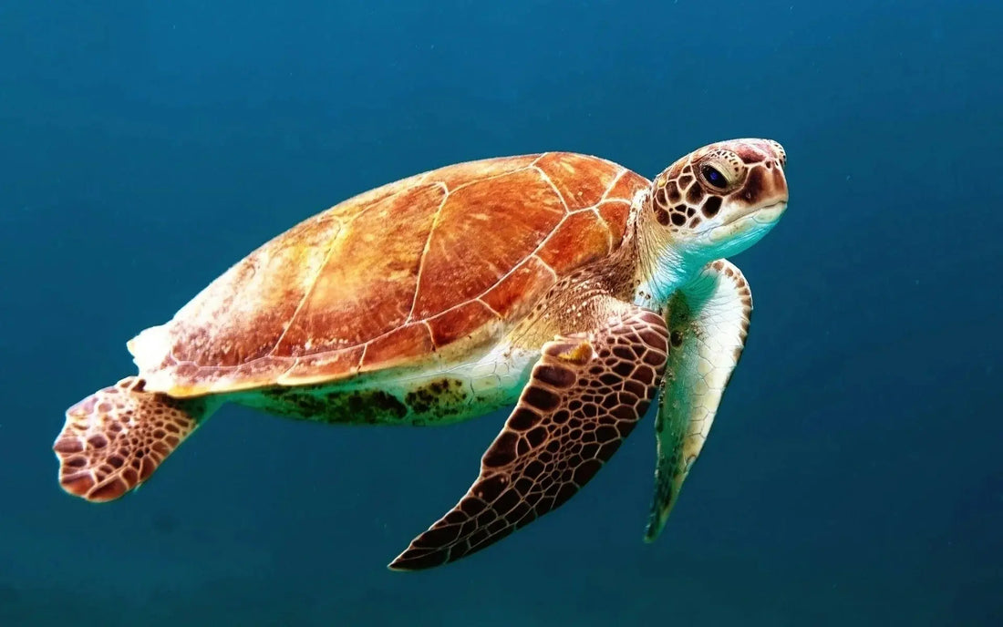 slow is okay too Naturally Created 4 You
