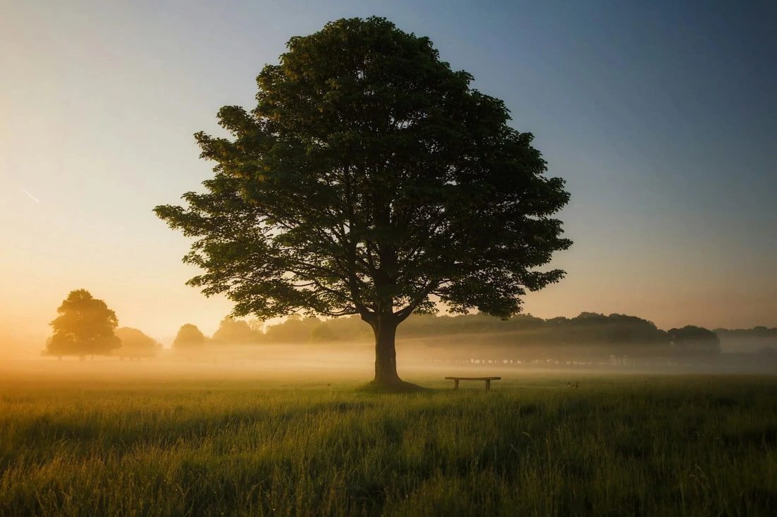 oak trees Naturally Created 4 You
