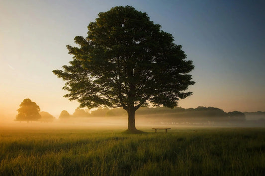 oak trees Naturally Created 4 You