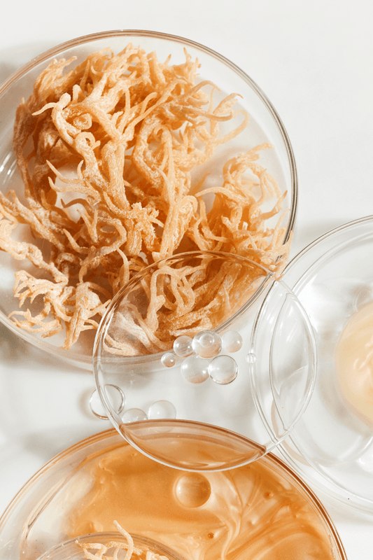 what is sea moss?